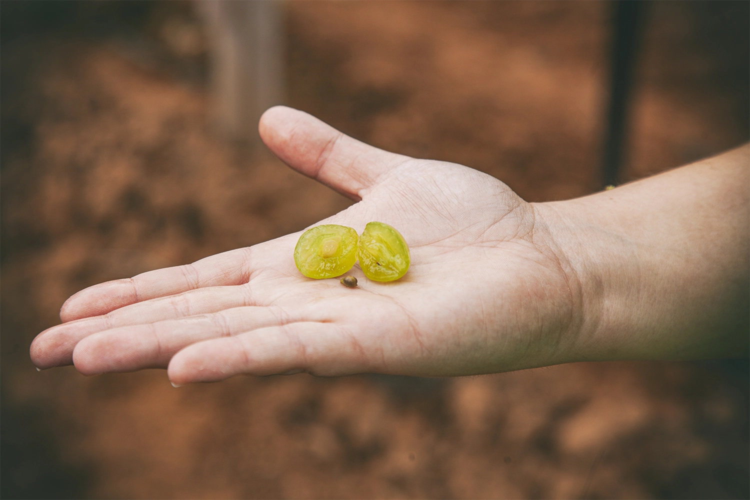 Visit to Bodegas Reymos